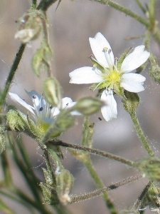 Eremogone & Moehringia spp.